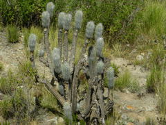 Oreocereus pseudofossulatus