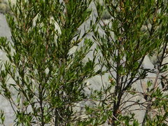 Kageneckia lanceolata