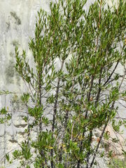 Kageneckia lanceolata