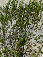 Kageneckia lanceolata