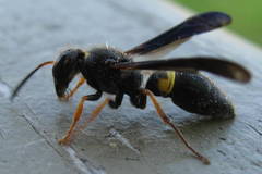 Ancistrocerus unifasciatus