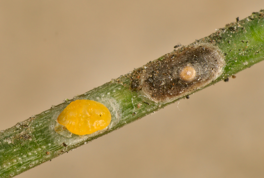 Dynaspidiotus abietis
