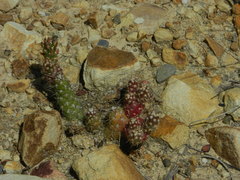 Austrocylindropuntia shaferi