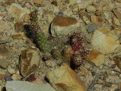 Austrocylindropuntia shaferi