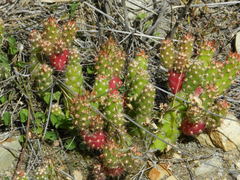 Austrocylindropuntia shaferi