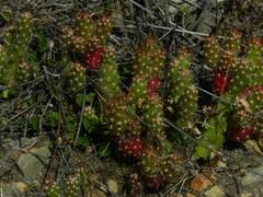 Austrocylindropuntia shaferi