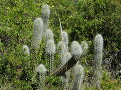 Oreocereus pseudofossulatus