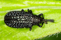 Microrhopala excavata