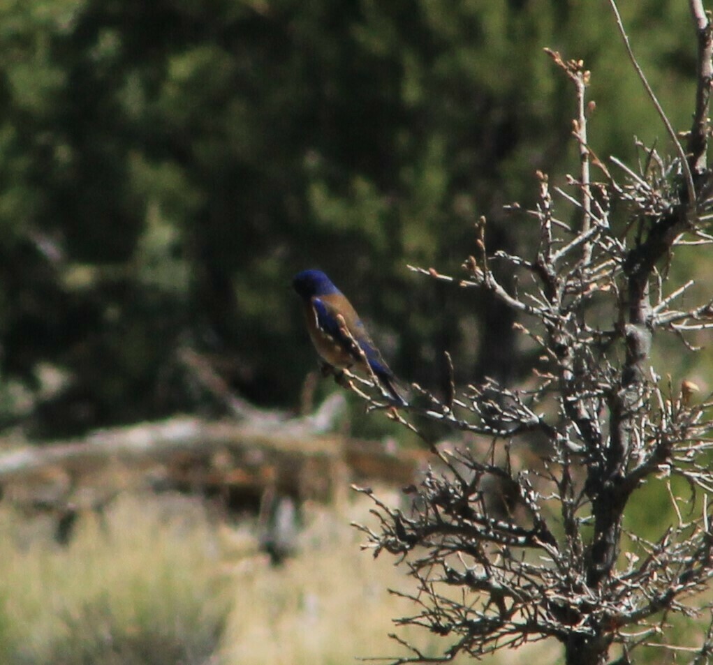 Western Bluebird from Navajo County, AZ, USA on May 5, 2024 at 08:35 AM ...