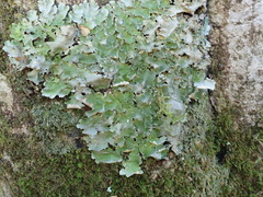 Pseudocyphellaria episticta