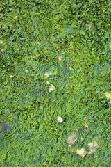 Ulva californica