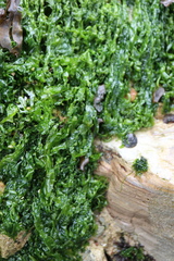 Ulva californica