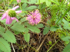 Mimosa microphylla