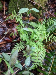 Cystopteris tenuis