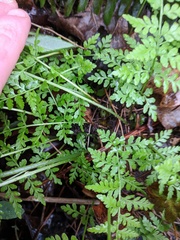 Cystopteris tenuis