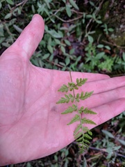 Cystopteris tenuis