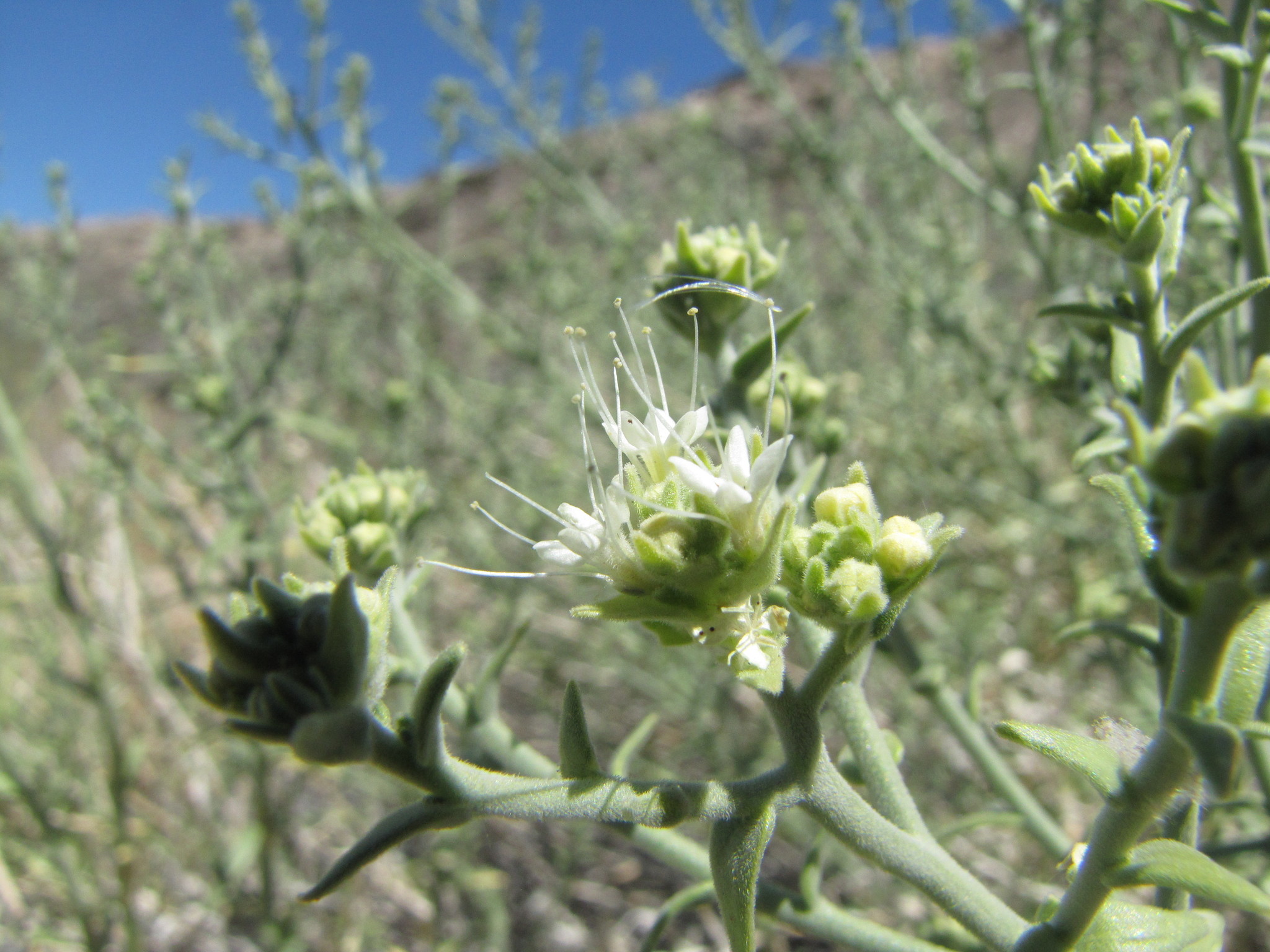 Petalonyx thurberi ssp. thurberi