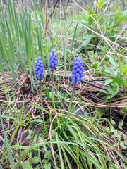 Muscari botryoides