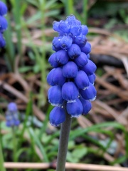 Muscari botryoides