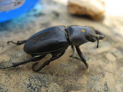Lucanus placidus