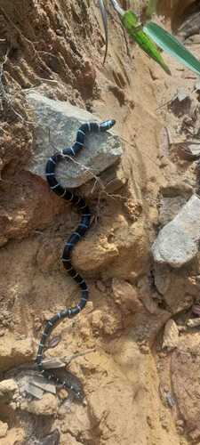 Cope's False Coral Snake, Pliocercus euryzonus