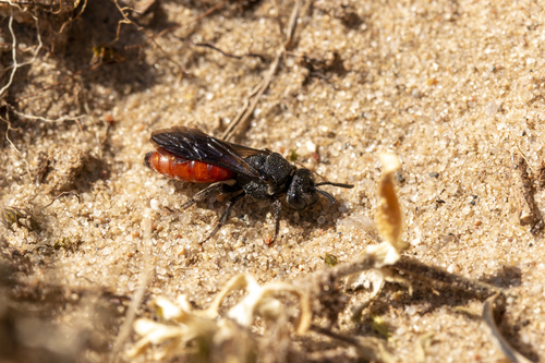Dark-winged Blood Bee