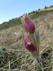 Pulsatilla vernalis