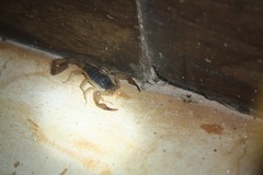 Centruroides ochraceus