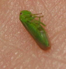Macropsis