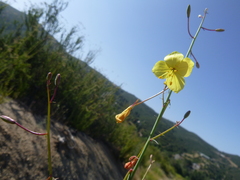 Eulobus