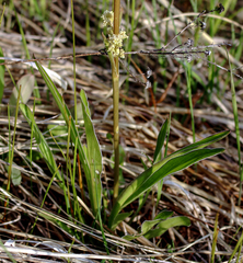 Valeriana edulis
