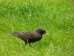 Sturnus vulgaris