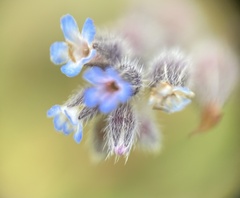 Field Forget-me-not (Myosotis arvensis)