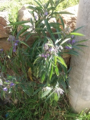 Solanum nitidum