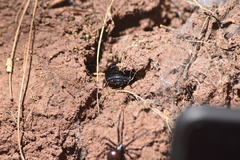 Nyctibora tetrasticta