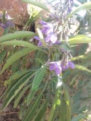 Solanum nitidum