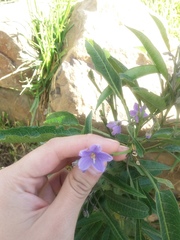 Solanum nitidum