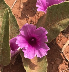 Ipomoea ommanneyi