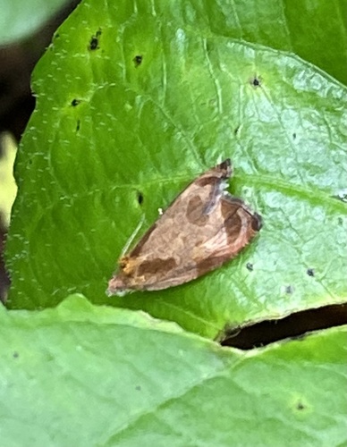 Ocher Olethreutes