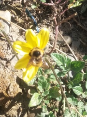 Bombus opifex