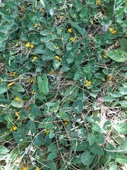 Aristolochia quercetorum