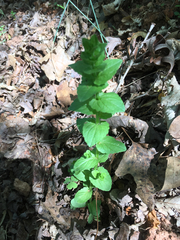 Triodanis perfoliata