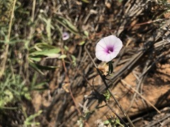 Ipomoea magnusiana