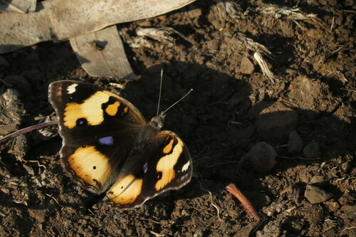 Yellow Pansy