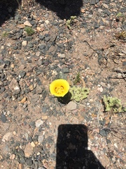 Calochortus aureus