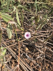 Ipomoea magnusiana