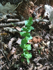 Triodanis perfoliata