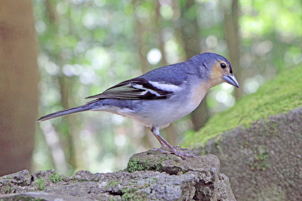 Canary Islands Chaffinch