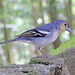 La Palma Chaffinch - Photo (c) H. Zell, some rights reserved (CC BY-SA)