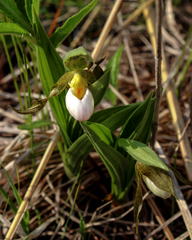 Cypripedium candidum